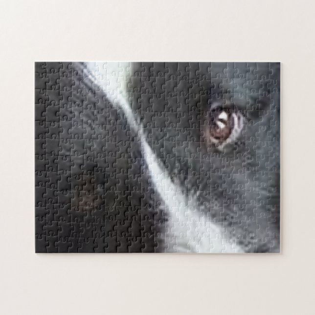 Puzzle Yeux de Berger des Shetland (Horizontal)