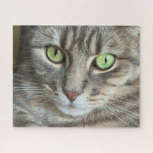 Yeux d'émeraude – Portrait d'un chat aux yeux vert