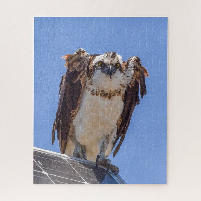 Puzzle Yeux du Balbuzard (Vertical)