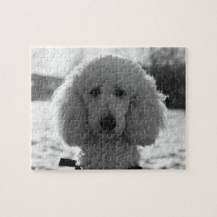 Puzzle Yeux noirs et blancs de chiot de visage de caniche