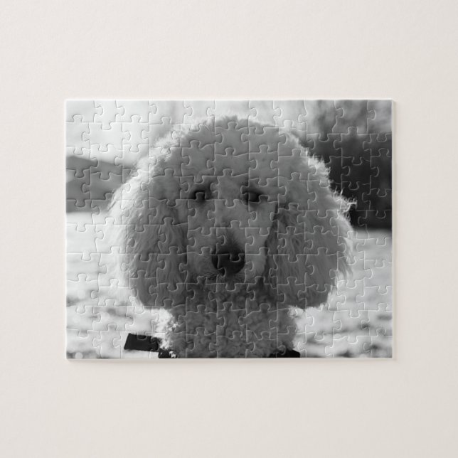 Puzzle Yeux noirs et blancs de chiot de visage de caniche (Horizontal)