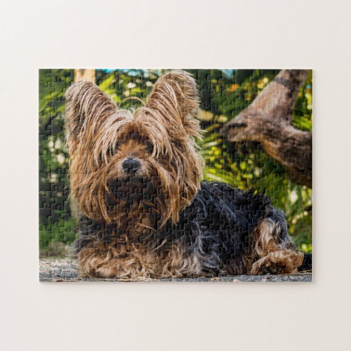 Puzzle Yorkie Yorkshire Terrier Dog Zazzle fr