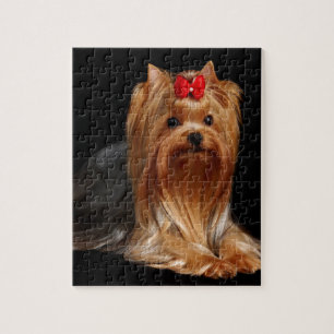 Puzzle Yorkshire Terrier