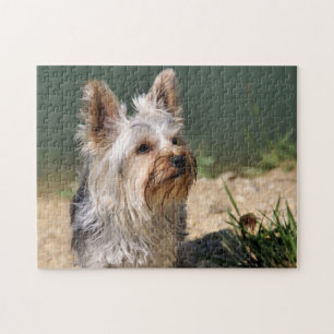 Puzzle Yorkshire Terrier