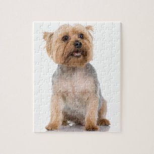 Puzzle Yorkshire Terrier