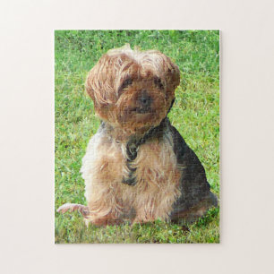 Puzzle Yorkshire Terrier dans Park