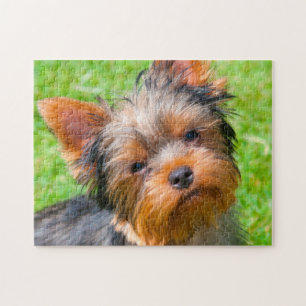 Puzzle Yorkshire Terrier qui regarde vers le haut