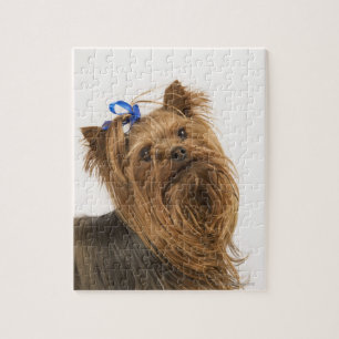 Puzzle Yorkshire Terrier / Yorkie. race vivante de