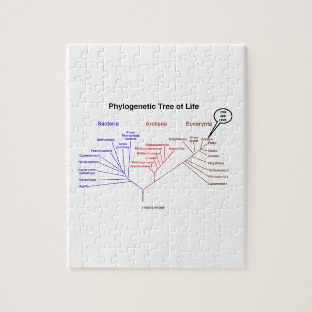 Puzzle You Are Here Phylogenetic Tree Of Life (Biology) (Vertical)
