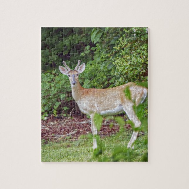 Puzzle Young Buck in Velvet (Vertical)