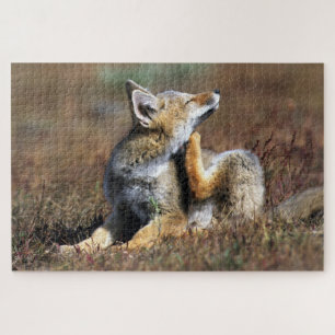 Puzzle Young Gray Fox at Torres Del Paine National Park