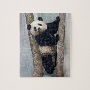 Puzzle Young Panda climbing a tree, Chine