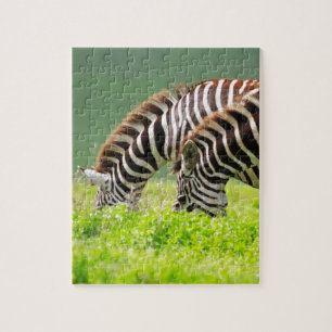Puzzle Zebras
