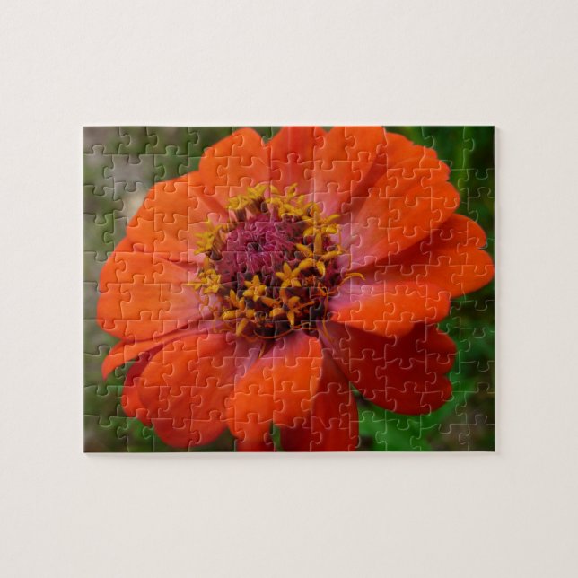 Puzzle Zinnia Orange Fleur Sauvage Nature Florale (Horizontal)