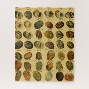 Puzzle Zoologique croquis Vintage Sea Shells Jigsaw Puzzl
