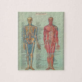 Puzzles - Anatomie