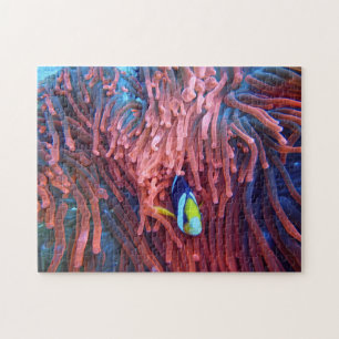 Puzzles aquatiques Photos marines Puzzle de poisso