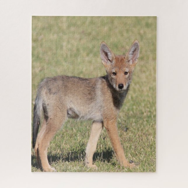Puzzles Coyote (Vertical)