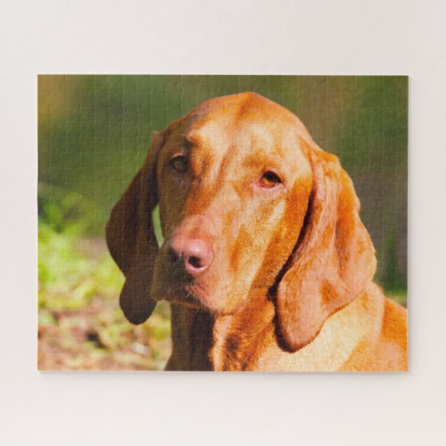 Puzzles de chien hongrois Vizla. (Horizontal)
