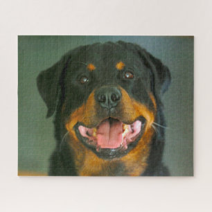 Puzzles de chien Rottweiler.