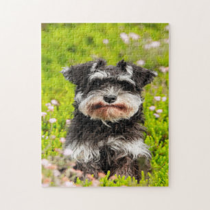Puzzles de chien Schnauzer.