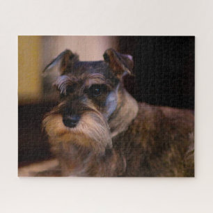 Puzzles de chien Schnauzer.
