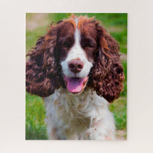 Puzzles de chien Springer Spaniel.