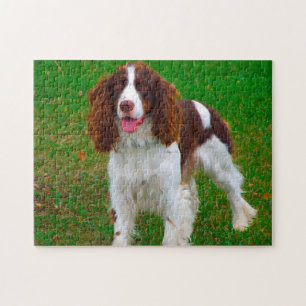 Puzzles de chien Springer Spaniel.