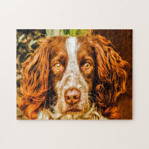 Puzzles de chien Springer Spaniel.