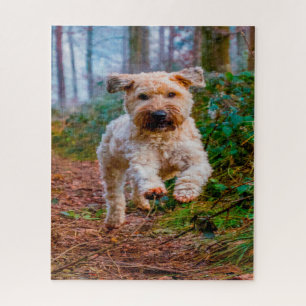 Puzzles de chien Terrier Irlandais.