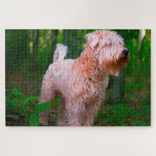 Puzzles de chien Terrier Irlandais.