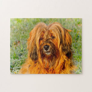 Puzzles de chien Terrier Tibétain.