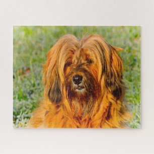 Puzzles de chien Terrier Tibétain.
