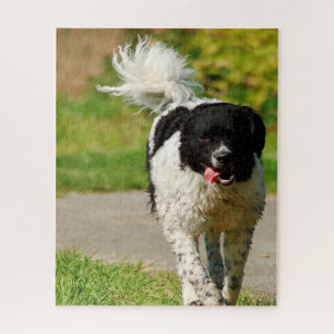 Puzzles de chien Wetterhoun.