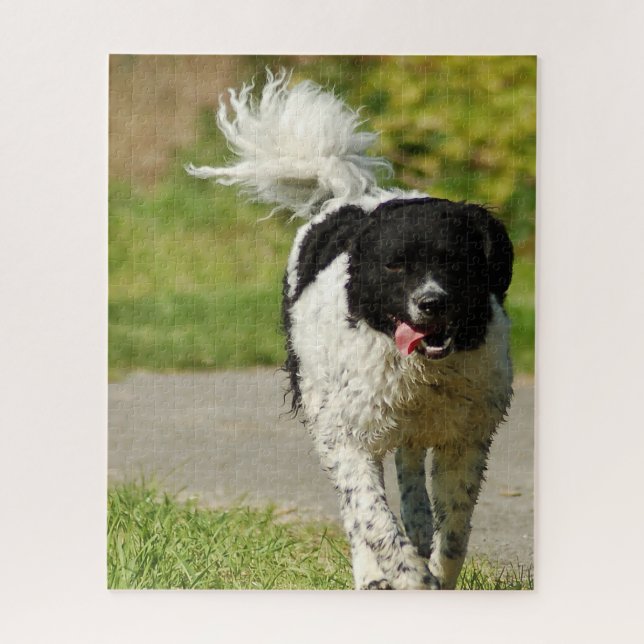 Puzzles de chien Wetterhoun. (Vertical)