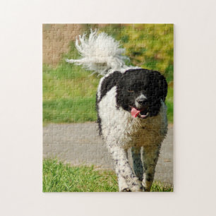 Puzzles de chien Wetterhoun.