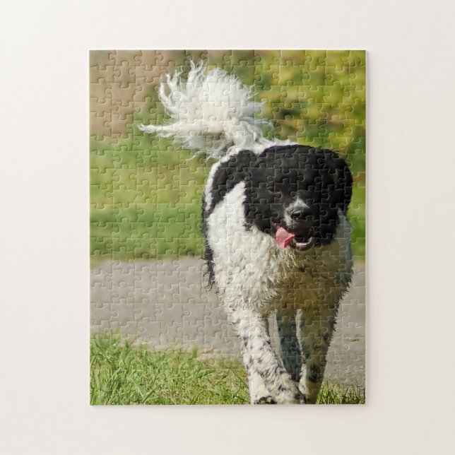 Puzzles de chien Wetterhoun. (Vertical)