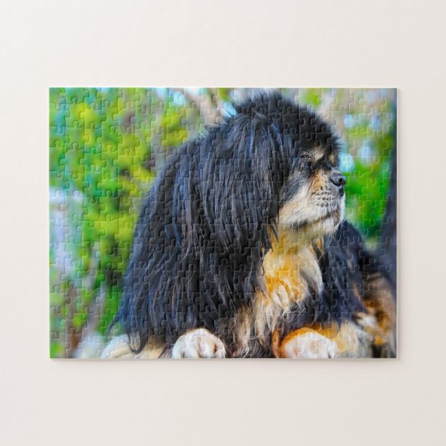 Puzzles de chiens Spaniel Tibétain. (Horizontal)