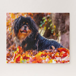 Puzzles de chiens Spaniel Tibétains.
