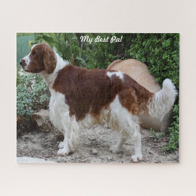 Puzzles de chiens Springer Spaniel gallois. (Horizontal)