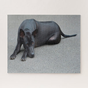 Puzzles de chiens Thai Ridgeback.