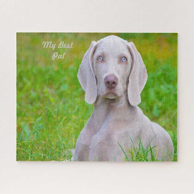 Puzzles de chiens Weimaraner. (Horizontal)