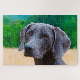 Puzzles de chiens Weimaraner.