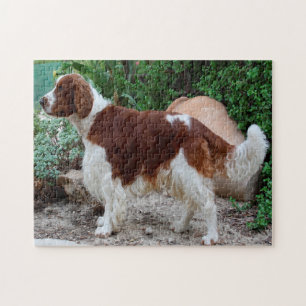 Puzzles de chiens Welsh Springer Spaniel.