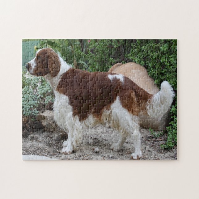 Puzzles de chiens Welsh Springer Spaniel. (Horizontal)