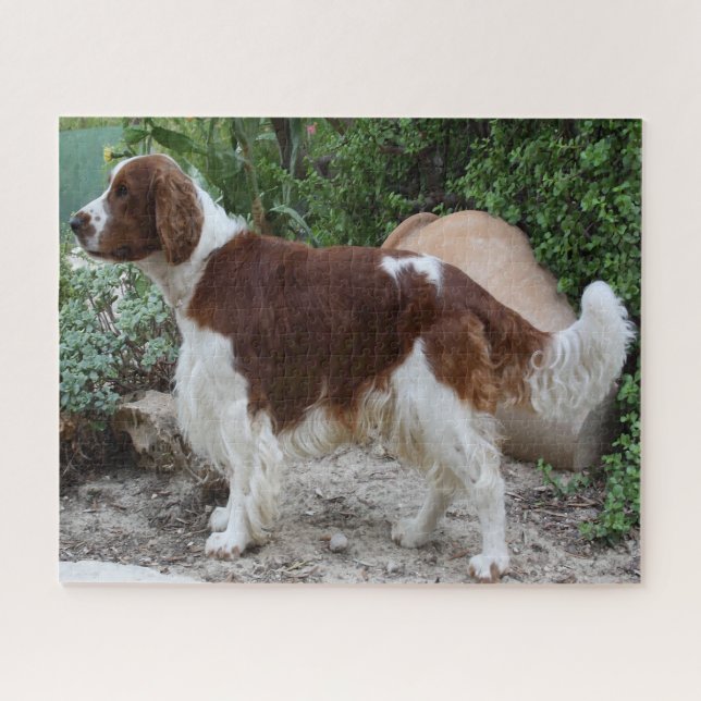 Puzzles de chiens Welsh Springer Spaniel. (Horizontal)
