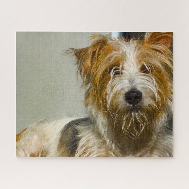 Puzzles de chiens Westie. (Horizontal)