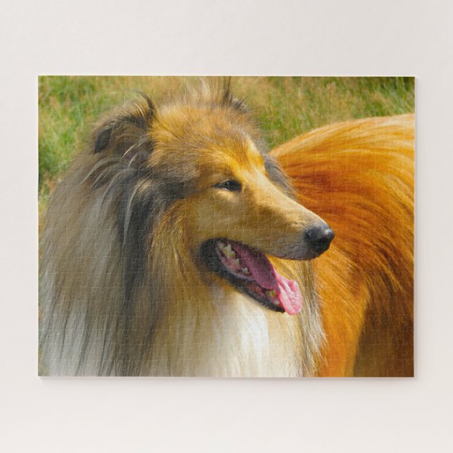 Puzzles de Rough Collie. (Horizontal)