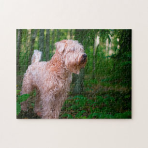 Puzzles de Terrier Irlandais.