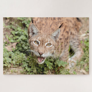 Puzzles Photo lynx, animaux.